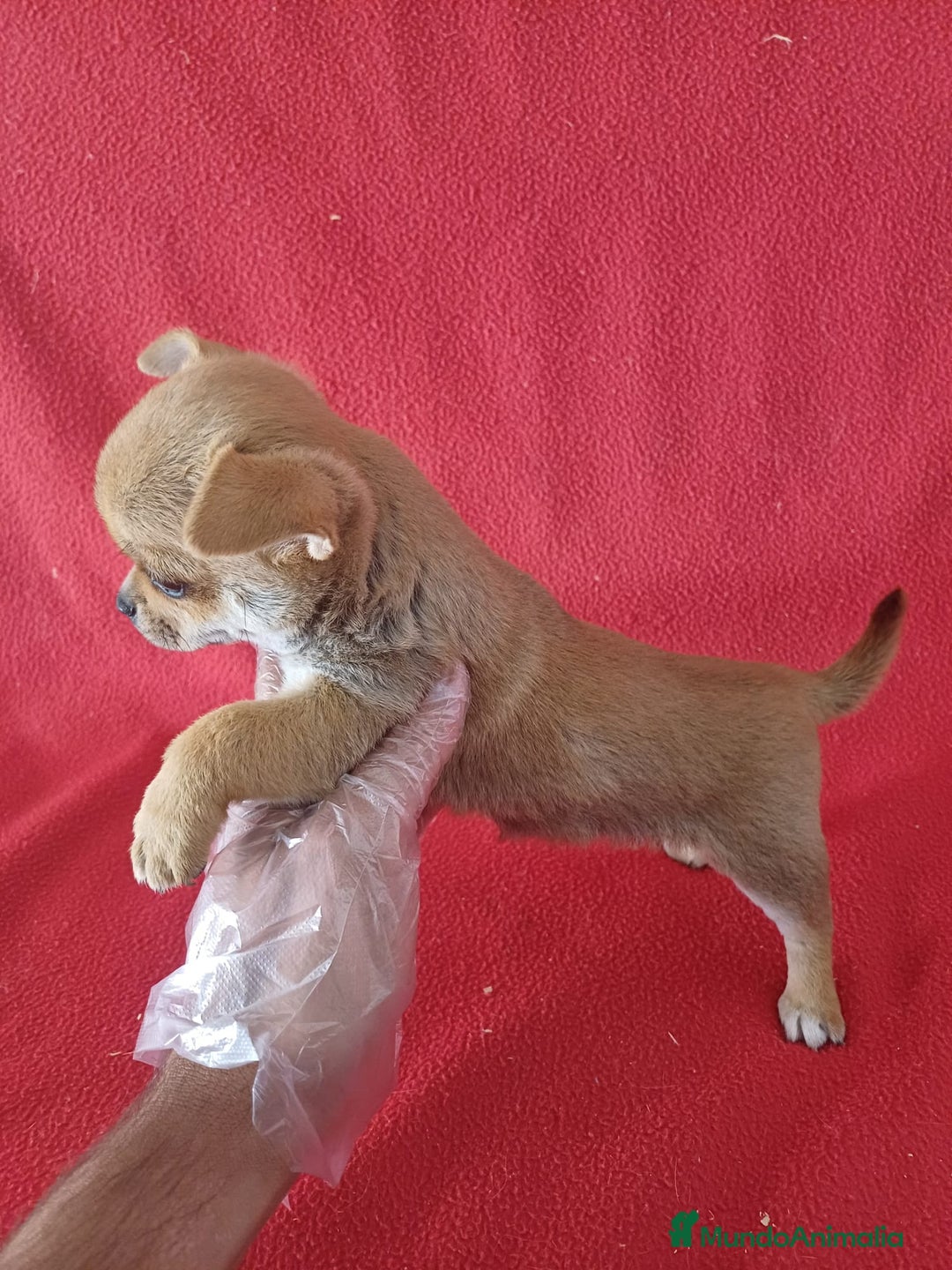 Chihuahua perros en venta: Chihuahua Mini  - Imagen 2
