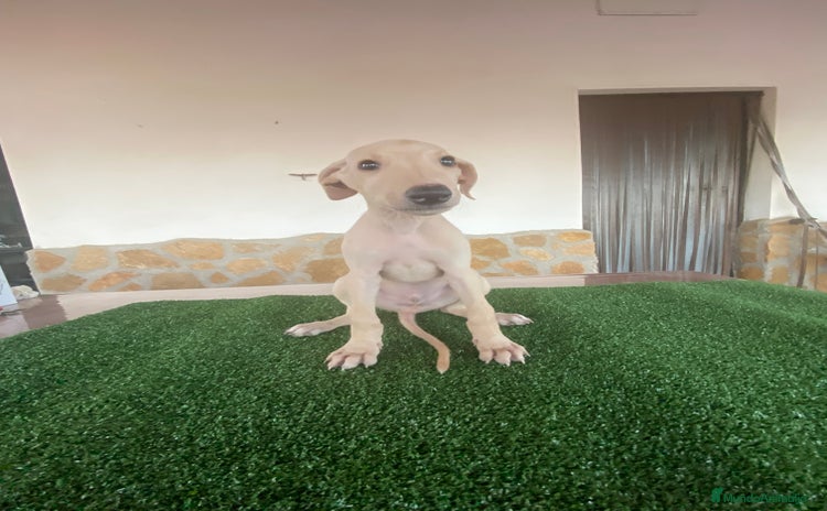 Galgo Español perros - Anuncio 11