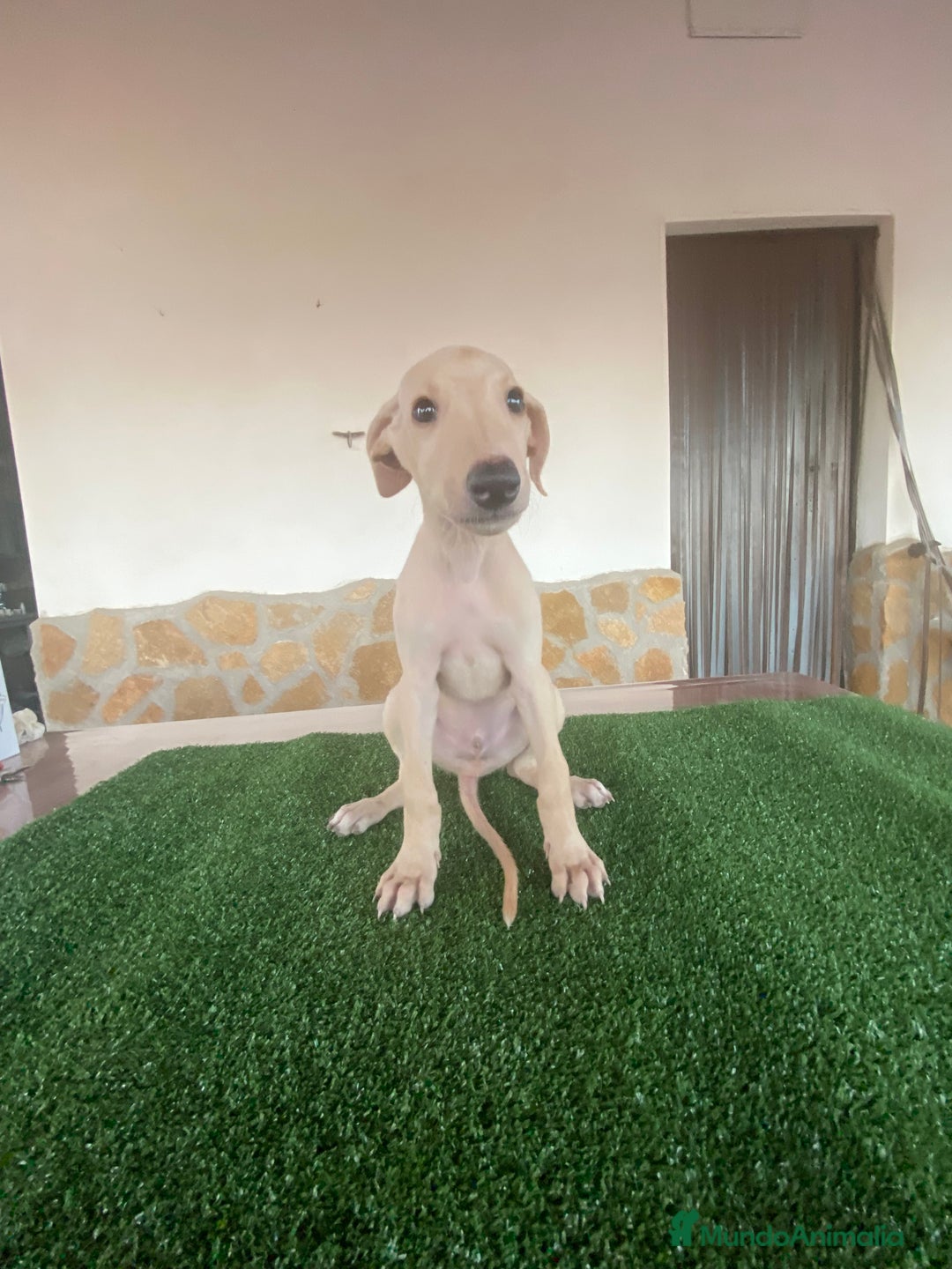 Galgo Español perros en venta: Galgo español macho - Imagen 1
