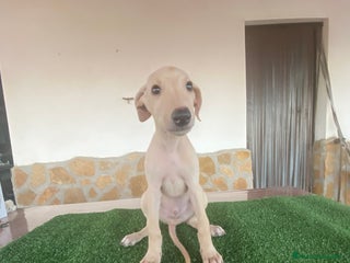 Galgo Español perros - Anuncio 30