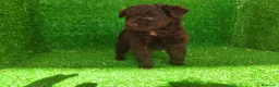 Maltipoo perros en venta: Maltipo  - Anuncio 3