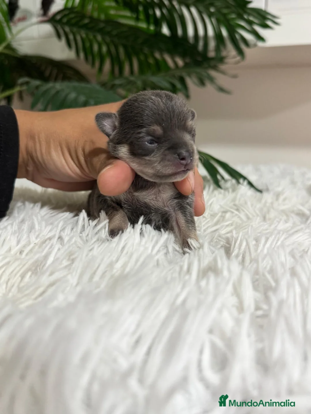 Chihuahua perros en venta: CHIHUAHUA BLUE - Anuncio 10