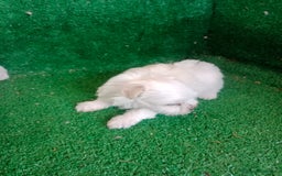 Bichón Maltés perros en venta: Hembritas Bichon Maltes  - Imagen 2