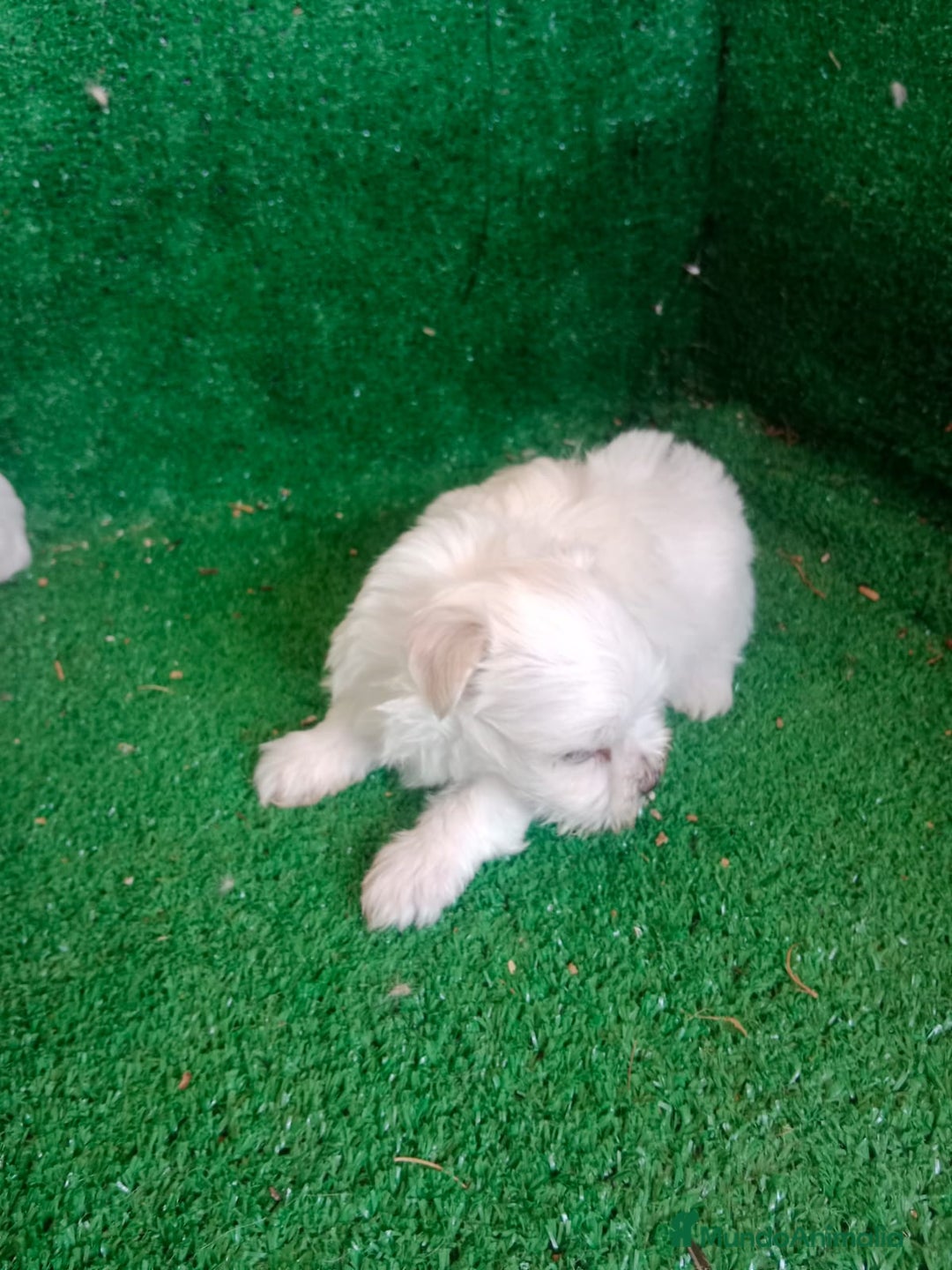 Bichón Maltés perros en venta: Hembritas Bichon Maltes  - Imagen 2
