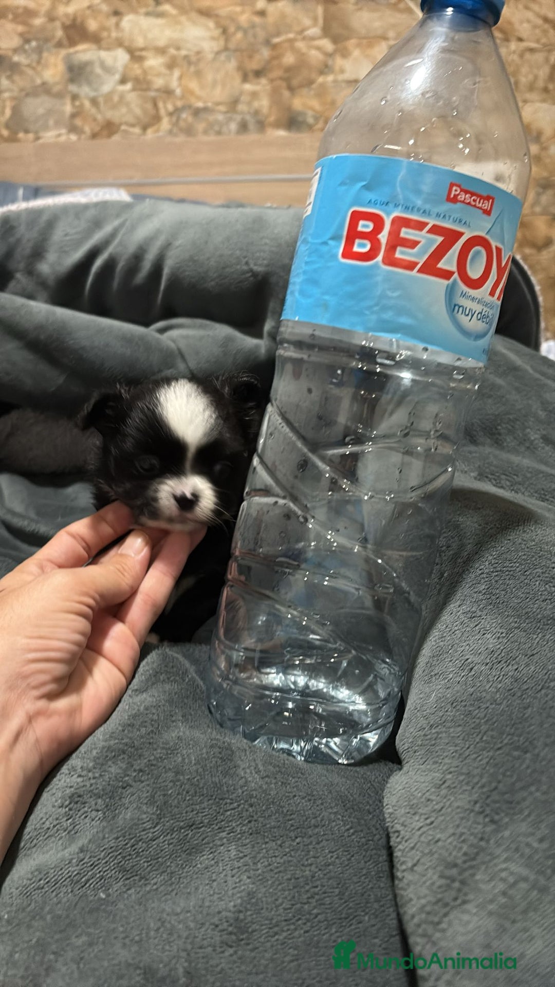 Chihuahua perros en venta: Chihuahua toy rusos pelo largo  - Anuncio 4