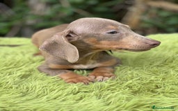Teckel Miniatura perros en venta: Teckel mini lavanda  - Imagen 3