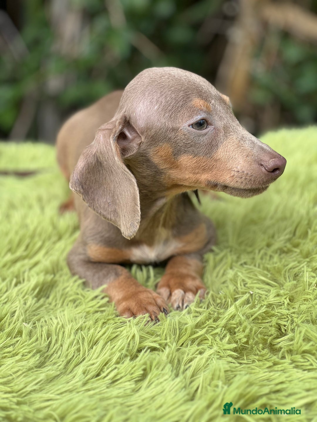 Teckel Miniatura perros en venta: Teckel mini lavanda  - Imagen 3