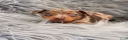 Pinscher Miniatura perros en venta: PINSCHER MINIATURA CHOCOLATE - Anuncio 7