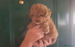 Caniche Toy perros en venta: Camada de Caniche toy - Imagen 1