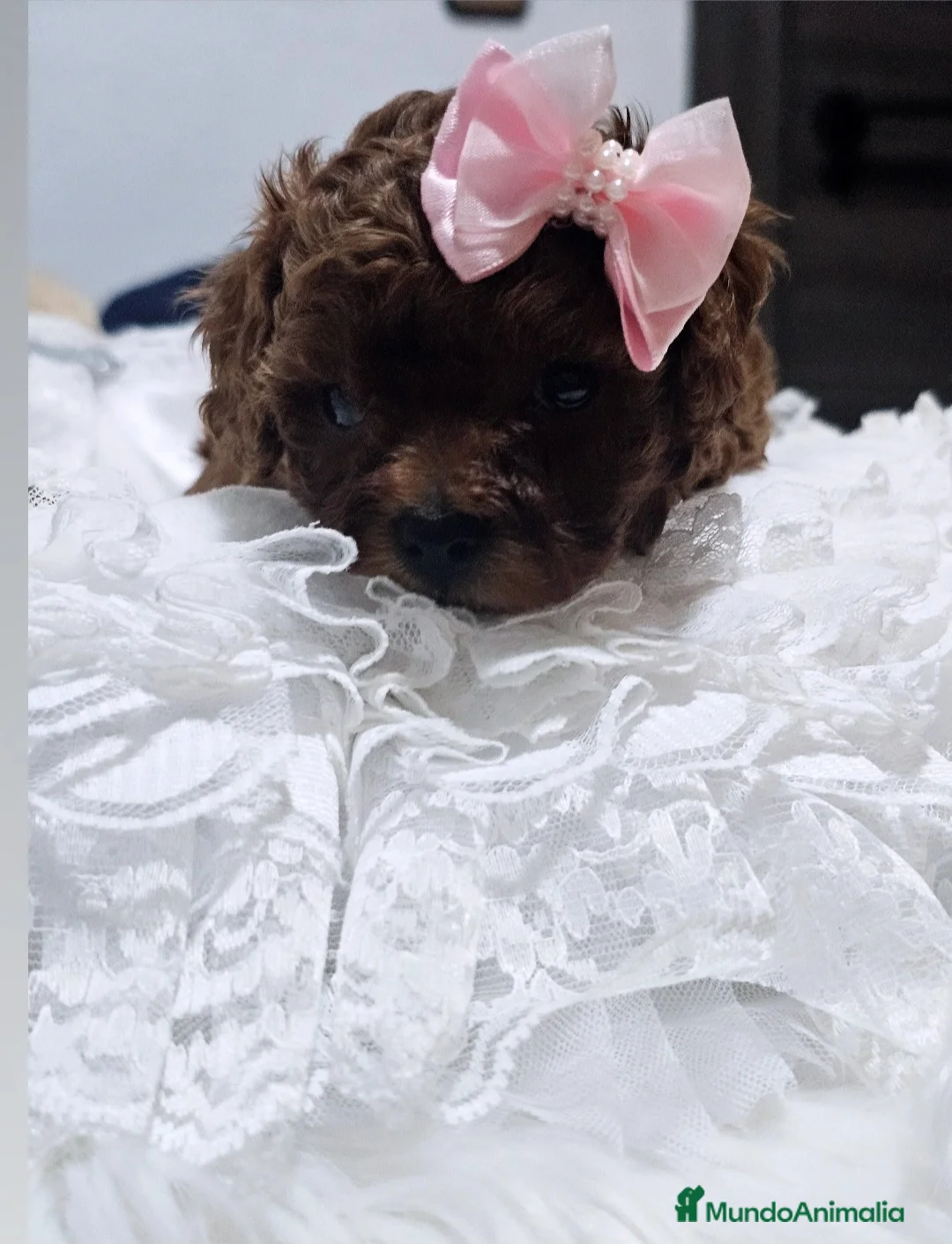 Caniche Toy perros en venta: Hembrita tea cup asiática  - Anuncio 5