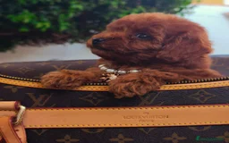 Caniche Toy perros en venta: Caniche toy linea asiatica - Imagen 2