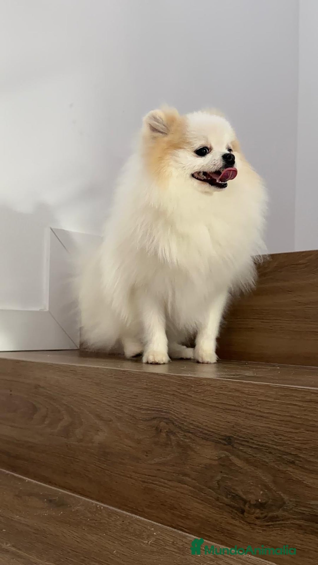 Pomerania perros en venta: Lulú Pomerania Macho Línea Rusa  - Anuncio 6