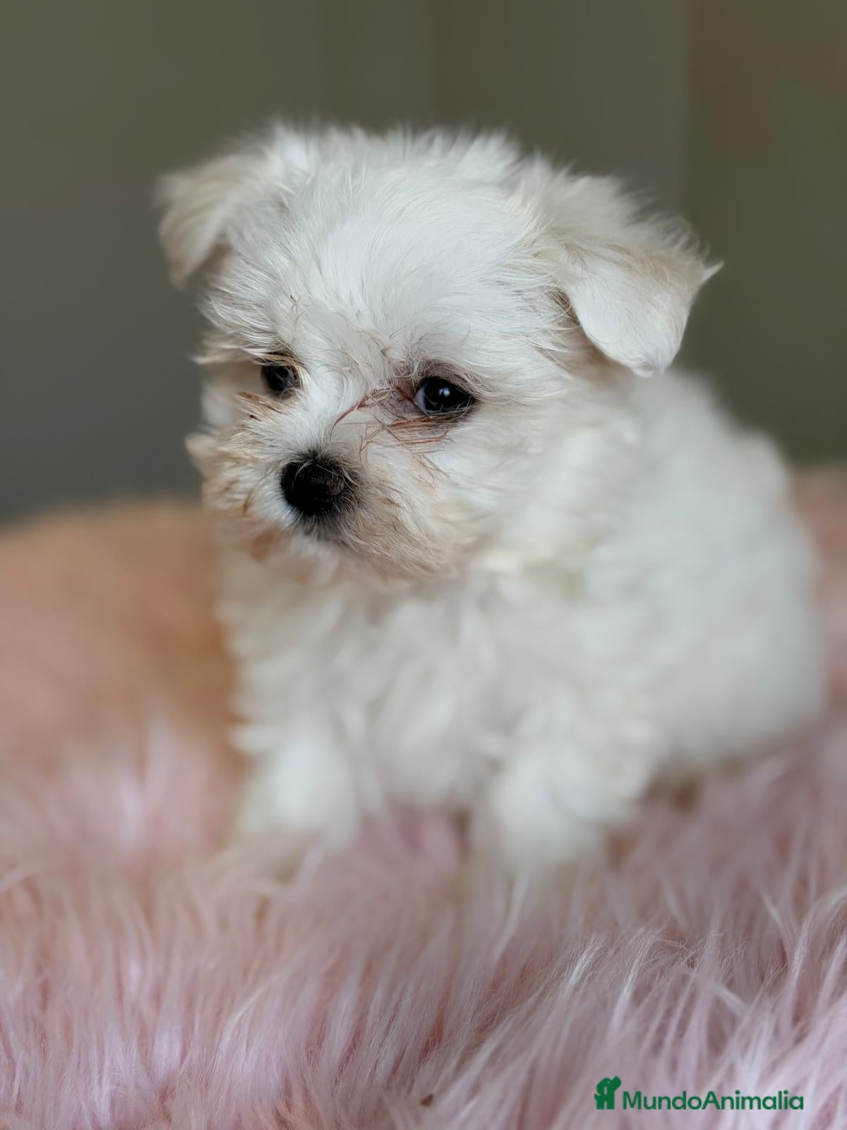 Bichón Maltés perros BICHON MALTES HEMBRA Y MACHO - Anuncio 1