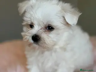 Bichón Maltés perros BICHON MALTES HEMBRA Y MACHO - Anuncio 1
