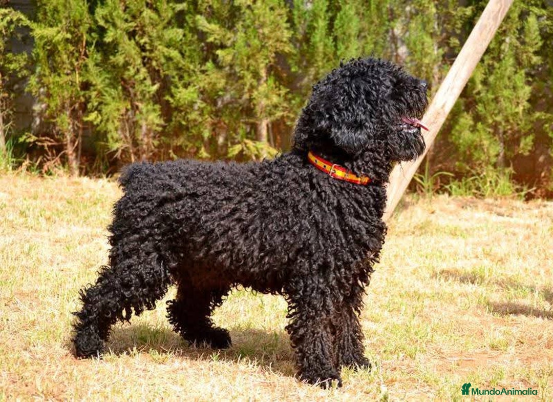Perro de Agua Español perros en venta: Cachorro macho de perro de agua español - Imagen 14