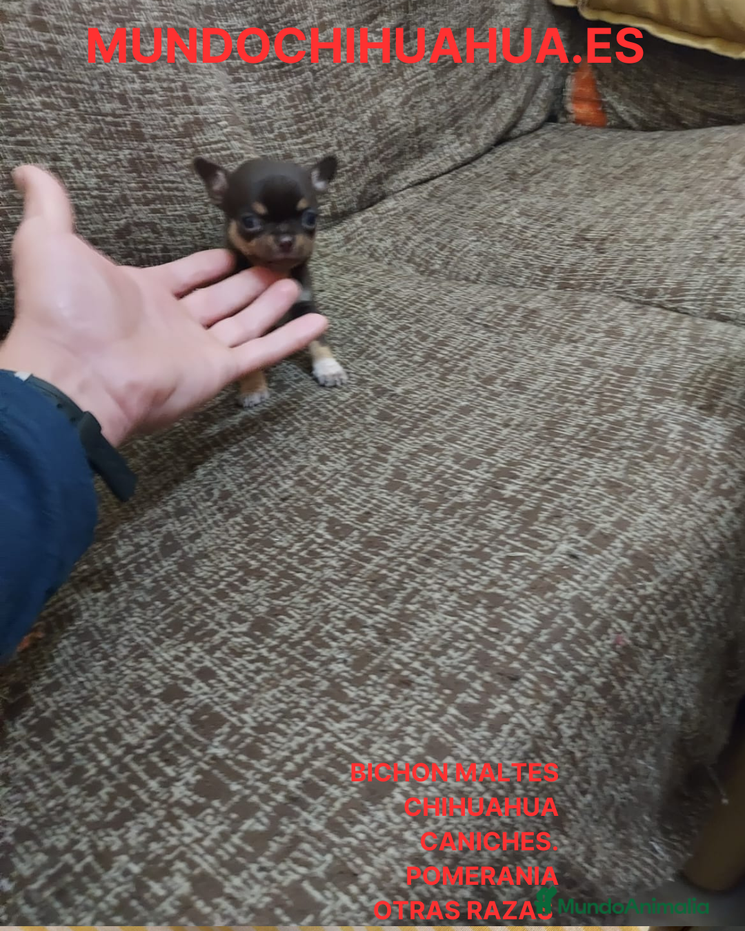 Chihuahua Cachorro 12