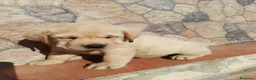 Labrador Retriever perros en venta: Labrador retriever dorado disponible  en Huelva - Anuncio 14