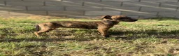 Whippet perros en venta: Whippet hembras de calidad  - Anuncio 9