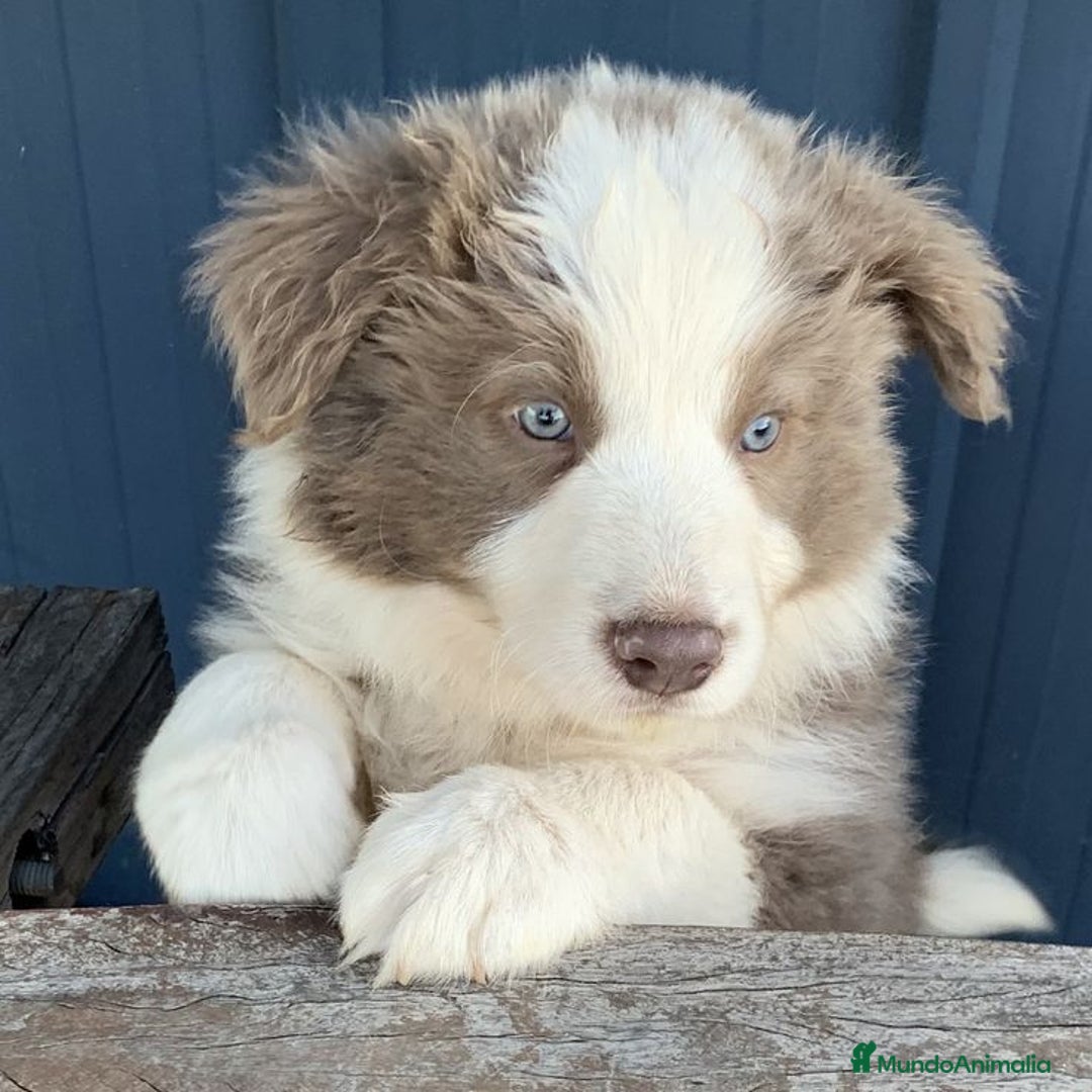 Border Collie perros en venta: BORDER CLLIE - Imagen 1