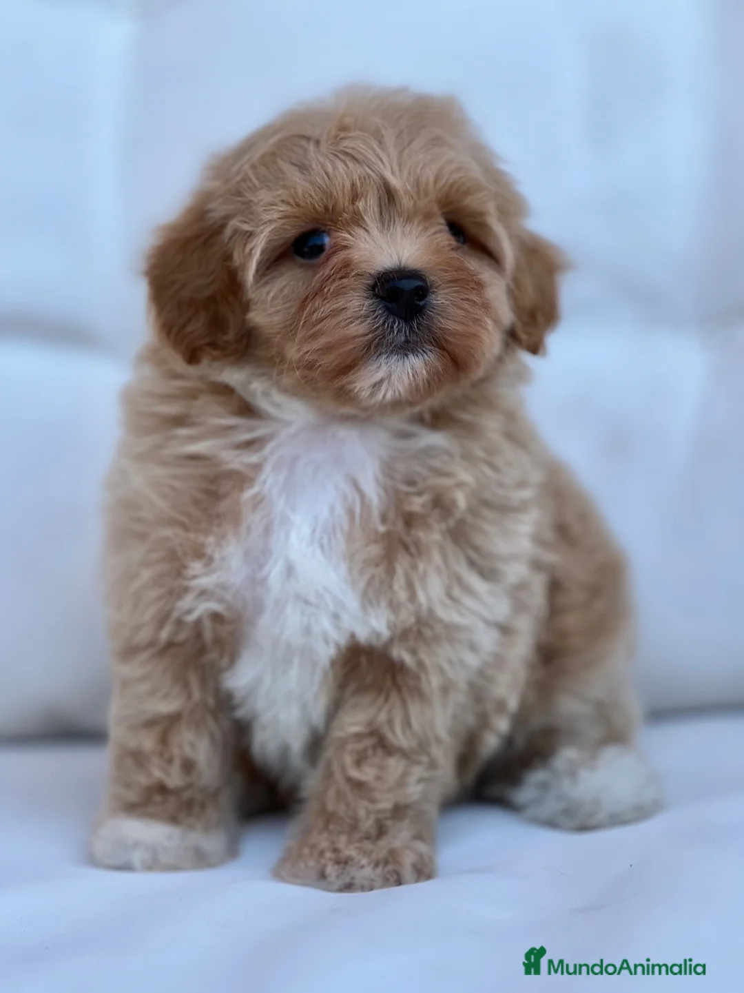 Maltipoo perros en venta: PRECIOSOS MALTIPOOS APRICOT - Anuncio 2