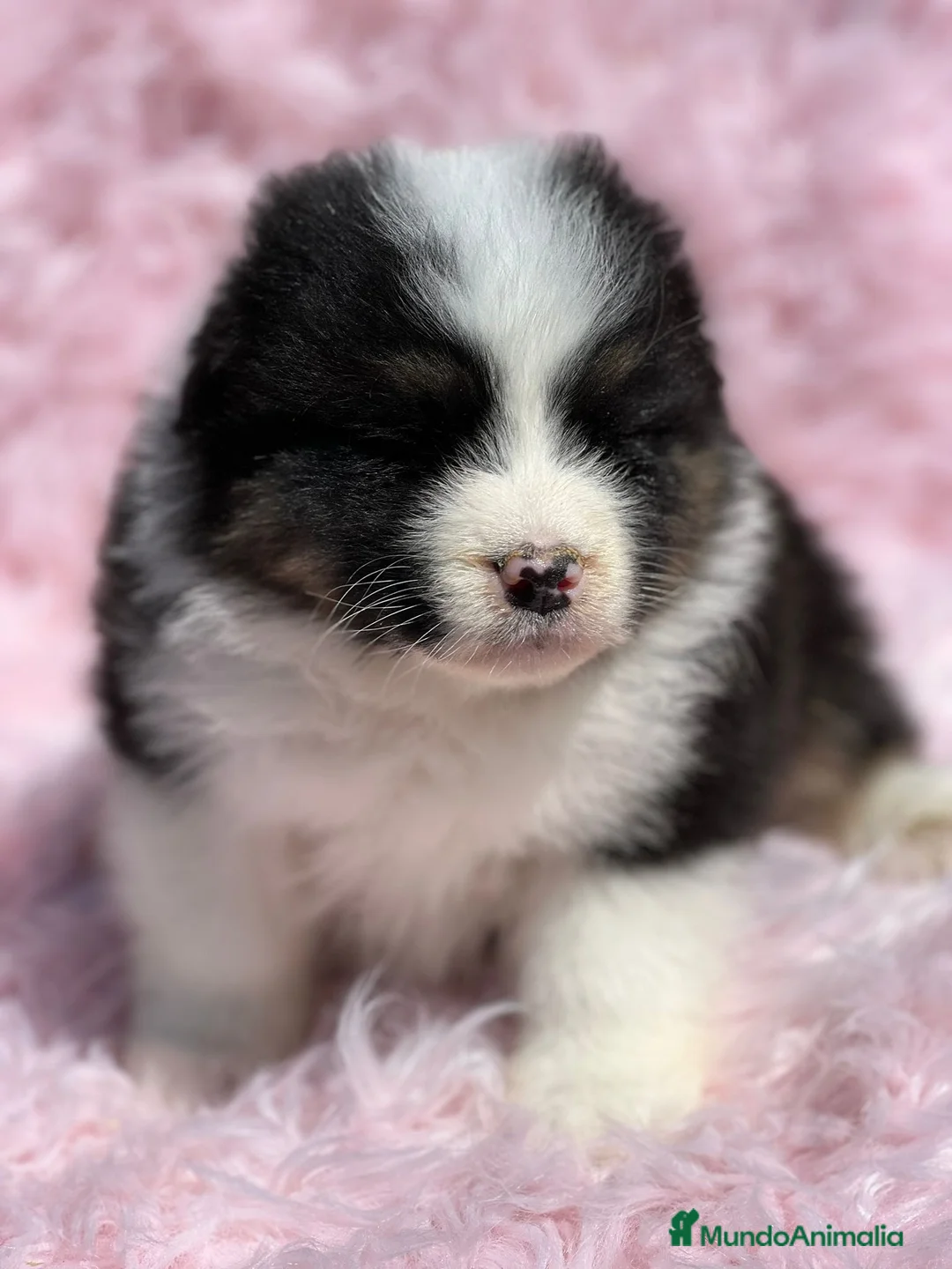 Pastor Australiano perros en venta: Pastor australiano tricolor en Barcelona - Anuncio 5