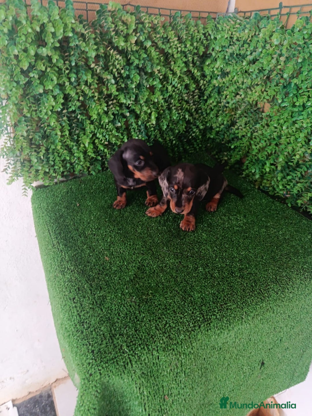 Teckel perros en venta: Hembras teckel  - Anuncio 1