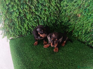 Teckel perros Hembras teckel - Anuncio 2