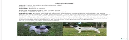Perro de Agua Español perros en venta: Adopción Perro De Agua Español Adultos - Anuncio 6