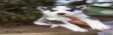 Husky Siberiano Cachorro 5