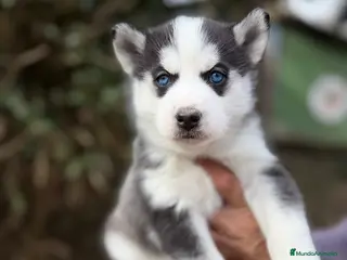 Husky Siberiano perros HUSKY SIBERIANO - Anuncio 17