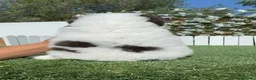 Perro de Agua Español perros en venta: PERRO DE AGUA ESPAÑOL - Anuncio 9