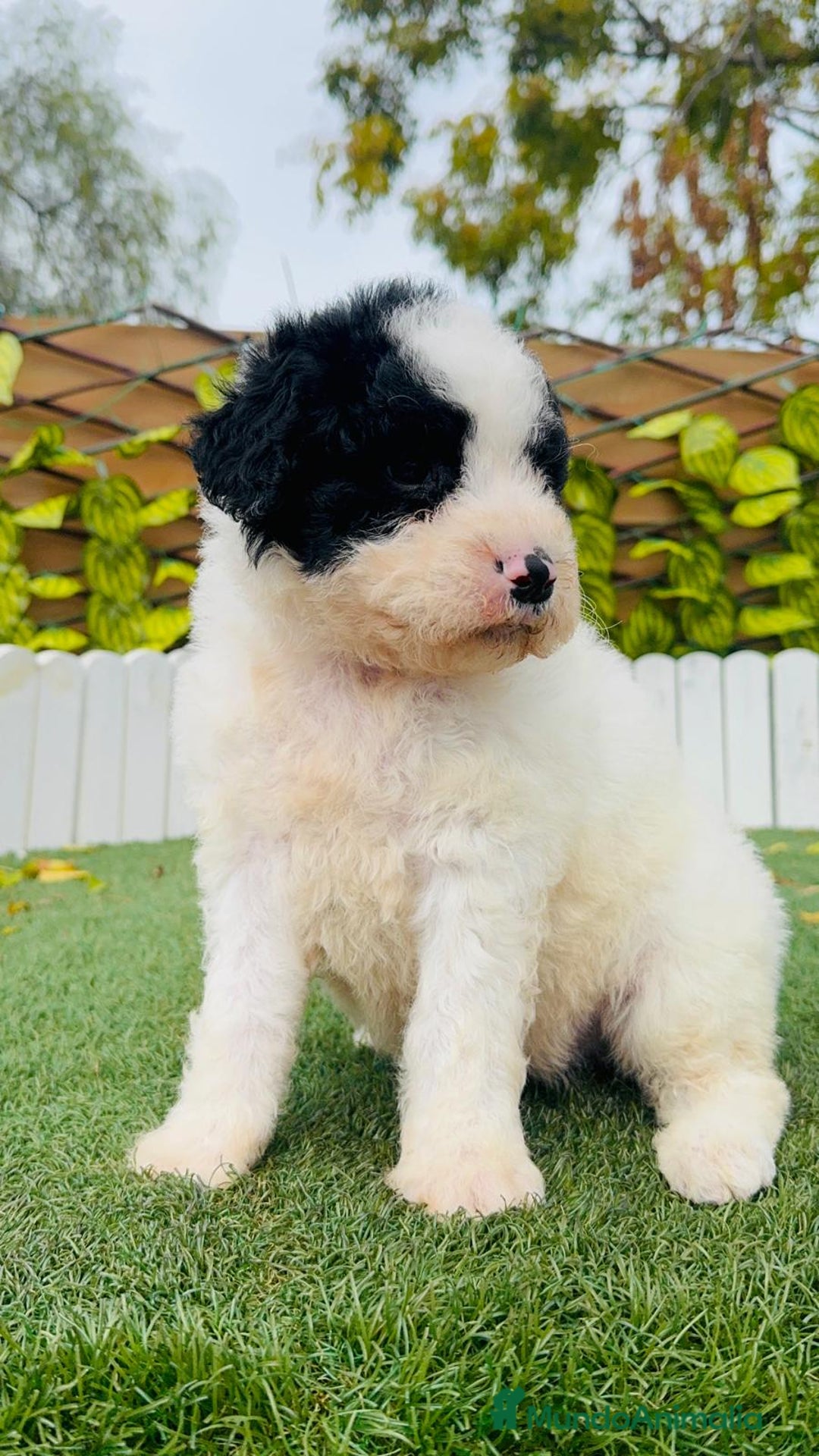 Perro de Agua Español perros en venta: PERRO DE AGUA ESPAÑOL - Anuncio 5