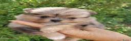 Pomerania perros en venta: Pomerania TOY de calidad Finca Paunais  - Anuncio 14
