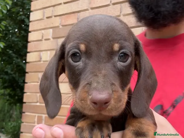Teckel perros MACHO TECKEL KANINCHEN TECKEL DEL PALMERAL - Anuncio 2