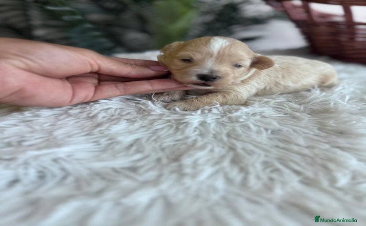 Maltipoo perros - Anuncio 5