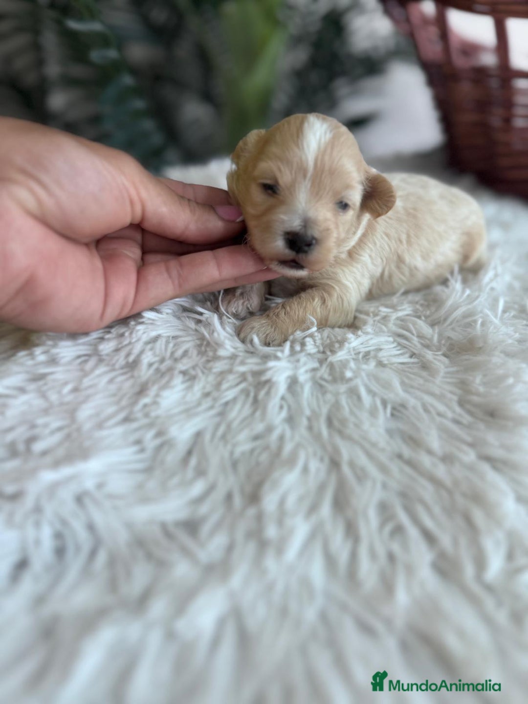 Maltipoo perros en venta: MALTIPOO MACHO - Imagen 1
