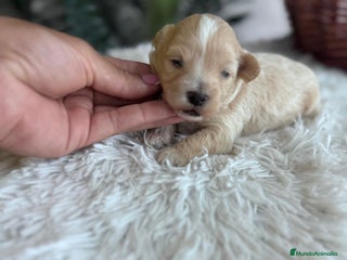 Maltipoo perros - Anuncio 20