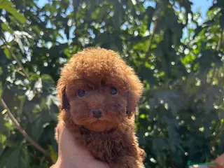 Caniche Toy perros Caniche Toy Rojo - Anuncio 28