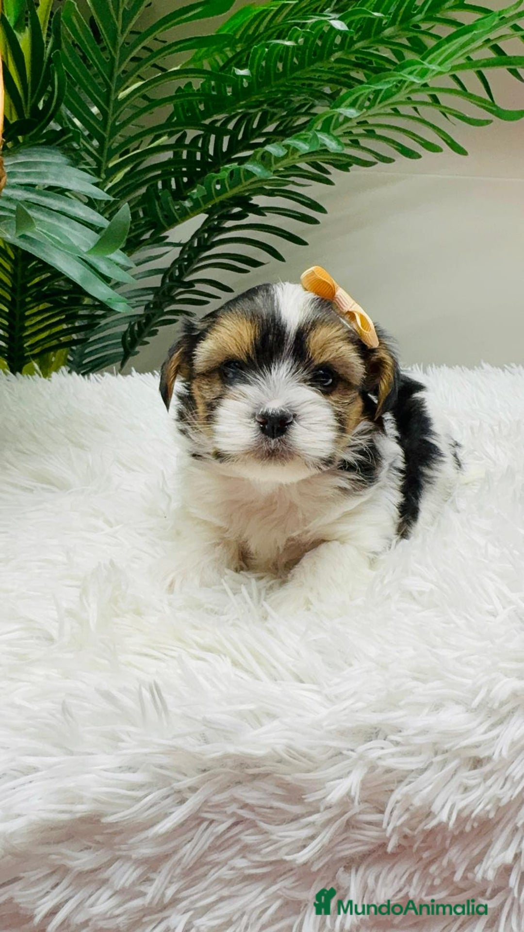 Yorkshire Terrier perros en venta: YORKSHIRE BIEWER MACHO - Anuncio 8