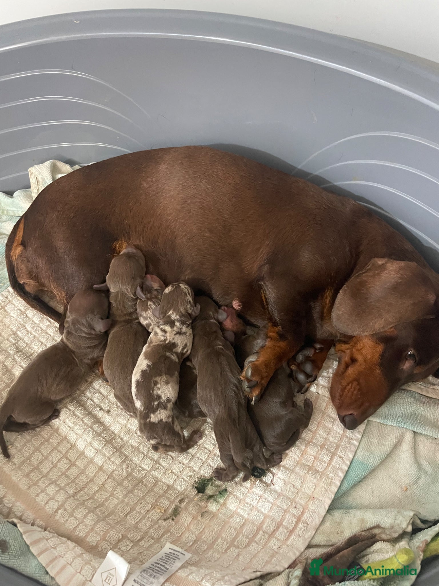 Teckel Miniatura perros en venta: Cachorros Teckel miniatura  - Anuncio 1