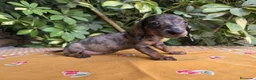 Teckel Miniatura perros en venta: TECKEL MINI JABALI / ARLEQUIN JABALI - Anuncio 2