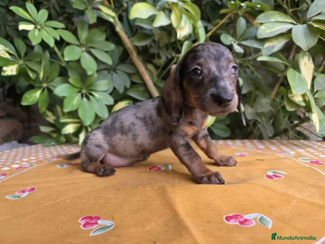 Teckel Miniatura perros en venta: TECKEL MINI JABALI / ARLEQUIN JABALI - Anuncio 2