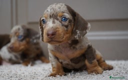 Teckel Miniatura perros en venta: 🌰✨ Frisco, Sani & Pau — tres teckel que marcan 🐾 - Imagen 3