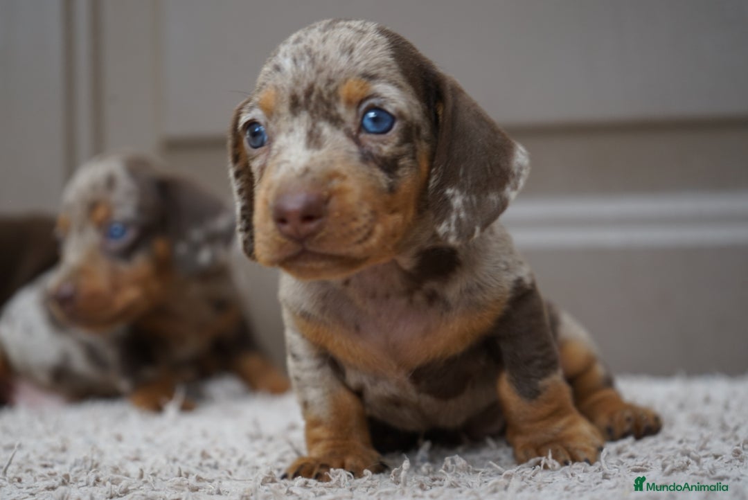 Teckel Miniatura perros en venta: 🌰✨ Frisco, Sani & Pau — tres teckel que marcan 🐾 - Imagen 3