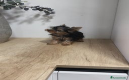 Yorkshire Terrier perros en venta: Macho yorkshire toy - Imagen 4