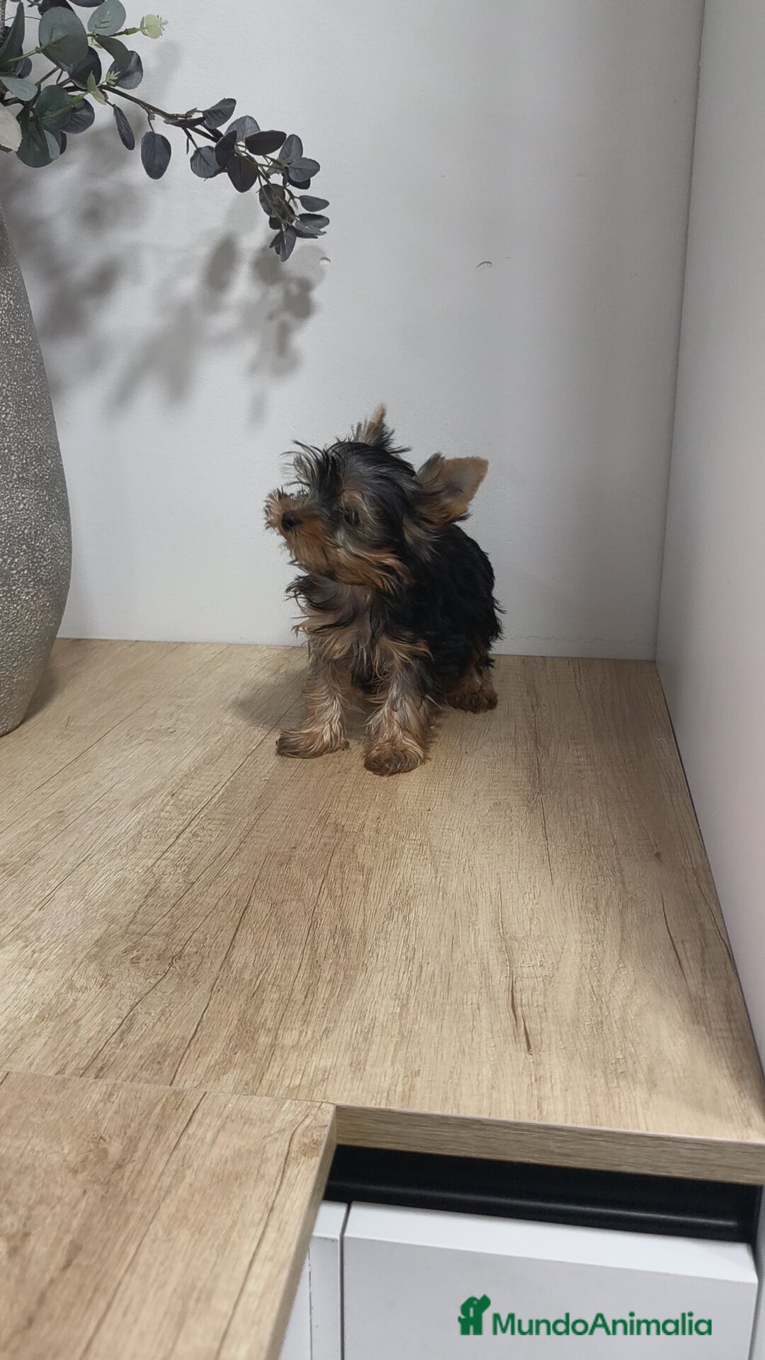 Yorkshire Terrier perros en venta: Macho yorkshire toy - Imagen 4