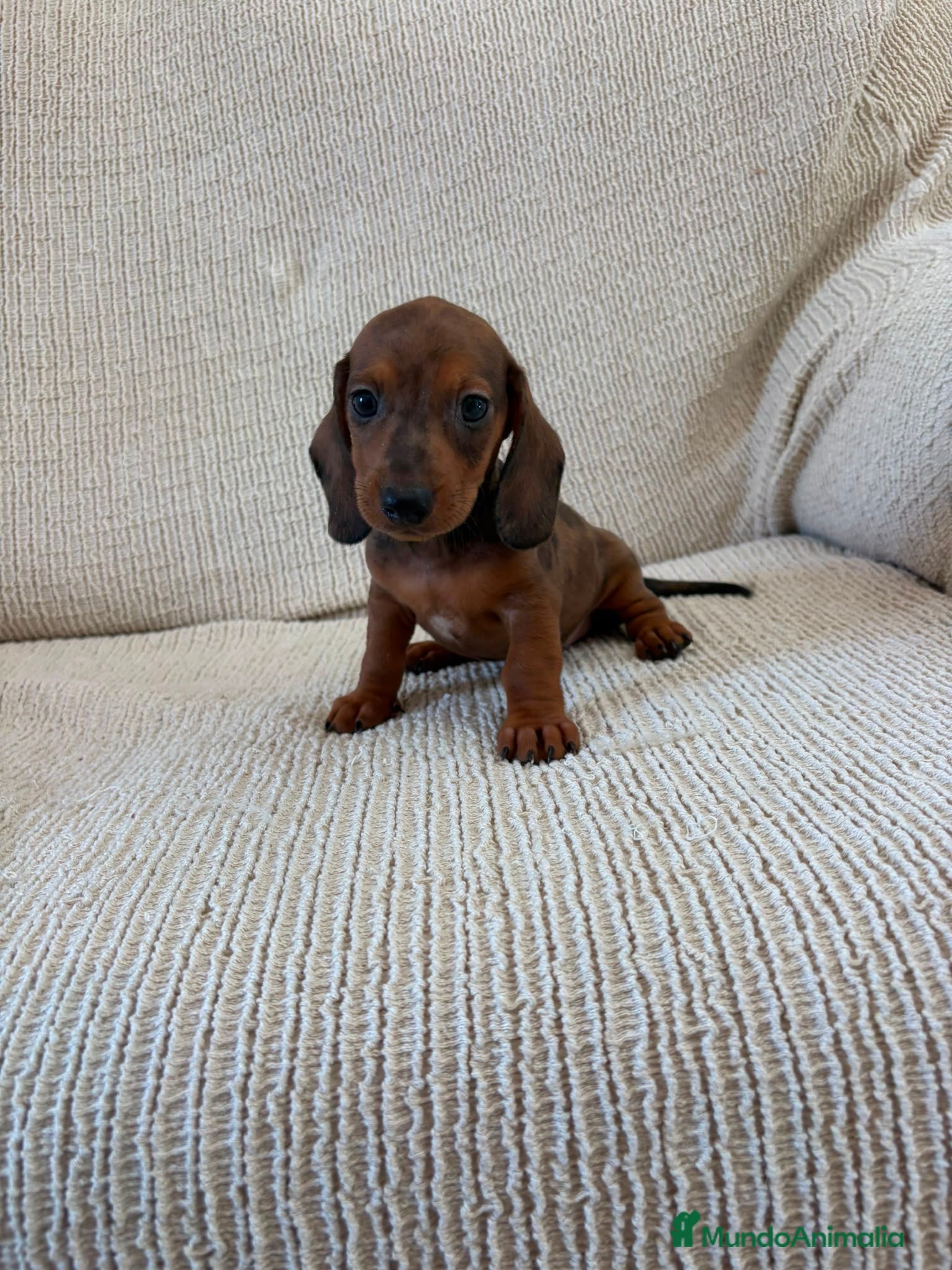 Teckel perros Cachorros de Teckel Kaninchen Arlequines  - Anuncio 2