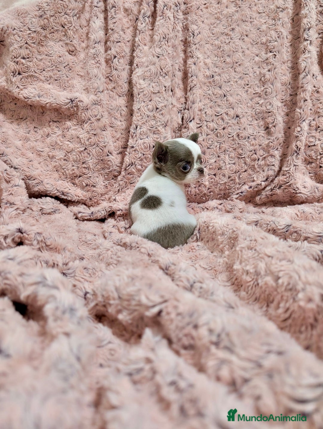 Chihuahua perros en venta: Chihuahua lilac bicolor  - Anuncio 4