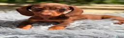 Teckel Miniatura perros en venta: TECKEL MINIATURA ESPECTACULAR - Anuncio 9