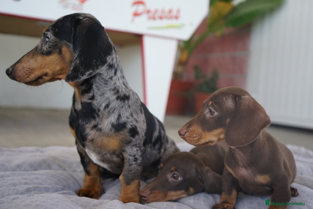 Teckel Miniatura perros en venta: ✨ Cacao & Bongo ✨ - Imagen 6